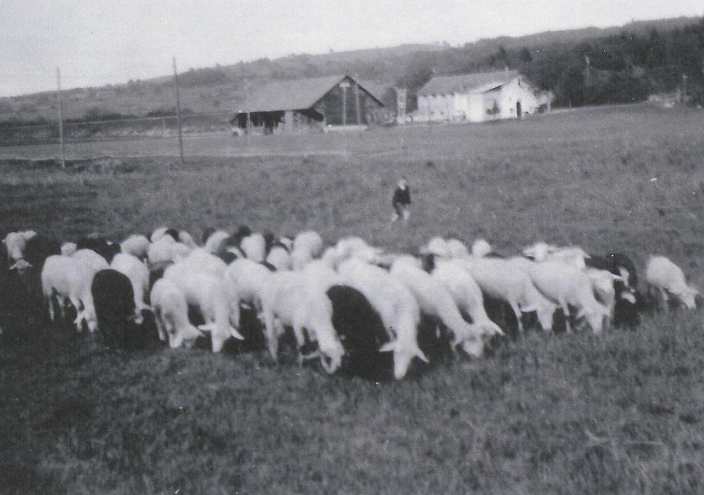 Ferme moutons